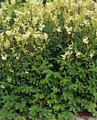 Meadowsweet (Filipendula ulmaria) with flowers