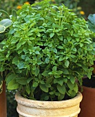 Basil (Ocimum basilicum) in flowerpot