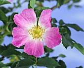 Wild rose (also known as Dog rose, Rosa canina)
