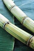 Sugar cane on palm leaves