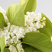 White lilac