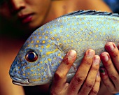 Asiate hält exotischen Fisch