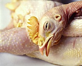 Plucked chicken with head