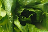 Romaine lettuce (close-up)