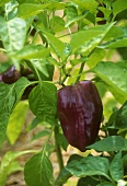 Purple pepper on the plant