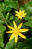 Lesser celandine with flowers