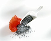 Poppy seeds and flower