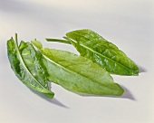 Fresh sorrel leaves