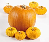 Various orange pumpkins