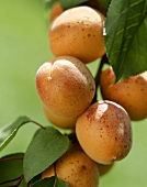 Branch of fresh apricots