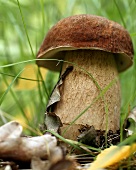 A cep in woodland clearing