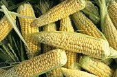 Sweet corn cobs (close-up)