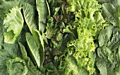 Various salad leaves (close-up)