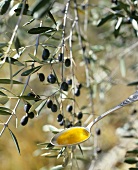 Olive oil on spoon in front of olive branch with olives