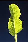 A turnip leaf