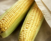 Two Ears of Corn with Husks Partially Removed