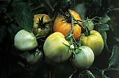 Unripe Tomatoes on the Vine