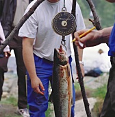 Weighing a Freshly Caught Salmon