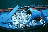 Boot mit frisch gefangenen Fischen; Spanien