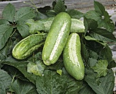 Cucumbers on vine and ivy leaves