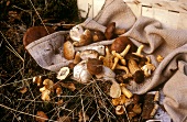 Freshly gathered mushrooms