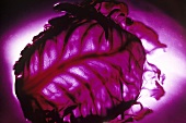 Red cabbage on a lilac background
