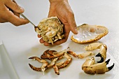 Removing the meat from a crab
