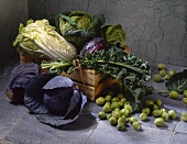 Still life with various types of cabbage
