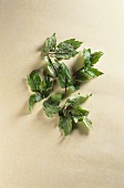 Beefsteak plant (Perilla frutescens)