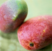 Two mangoes on a green background