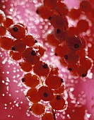 Gezuckerte Johannisbeeren vor rotem Hintergrund (Ausschnitt)