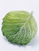 Savoy Leaf