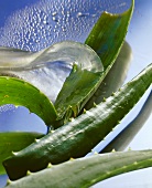 Aloe vera with leaf cut open