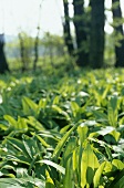 Ramsons (wild garlic) in a forest clearing