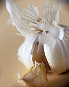 Knoblauch (lat. Allium sativum)