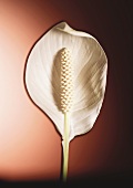 White Calla lily on red background