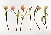 Tulpen, lachsfarben und weiss, in einer Reihe