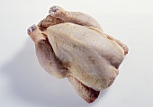Frisches Huhn (Stubenküken)