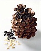 Pine cones and pine nuts