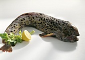 Gefleckter Katfisch (Steinbeisser)