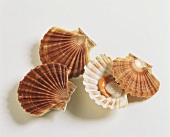 Three scallops, one opened