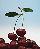 Dark-red cherries with stalks and leaves