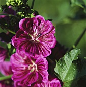 Violet-coloured mallow flowers