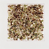 Linseed sprouts