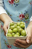 Woman holding punnet of gooseberries