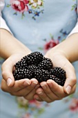 Hands holding fresh blackberries