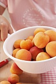Hand holding strainer full of fresh apricots