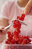 Stripping redcurrants from their stalks with a fork