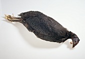 Guinea-fowl, whole, with feathers
