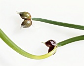 Luftzwiebeln (Allium cepa var. proliferum)